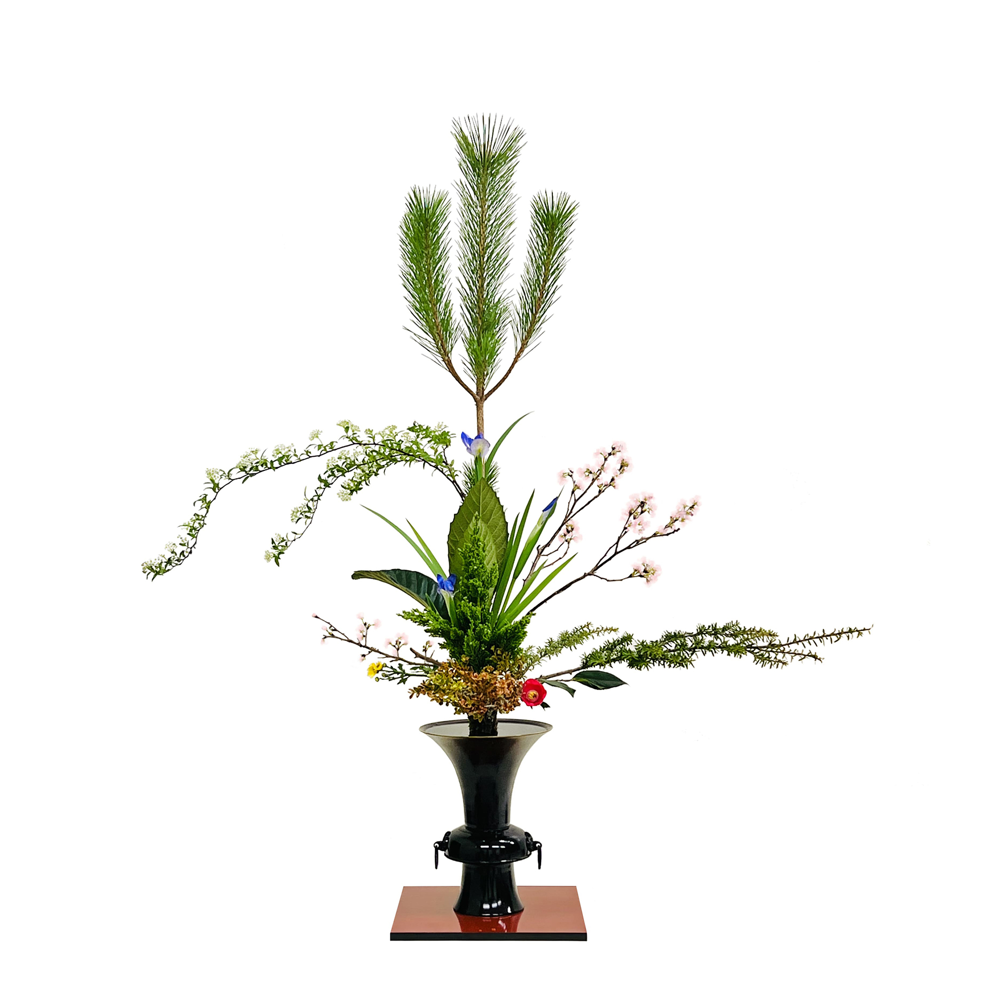 RIKKA SHOFUTAI - Pine, Spirea cantoniensis