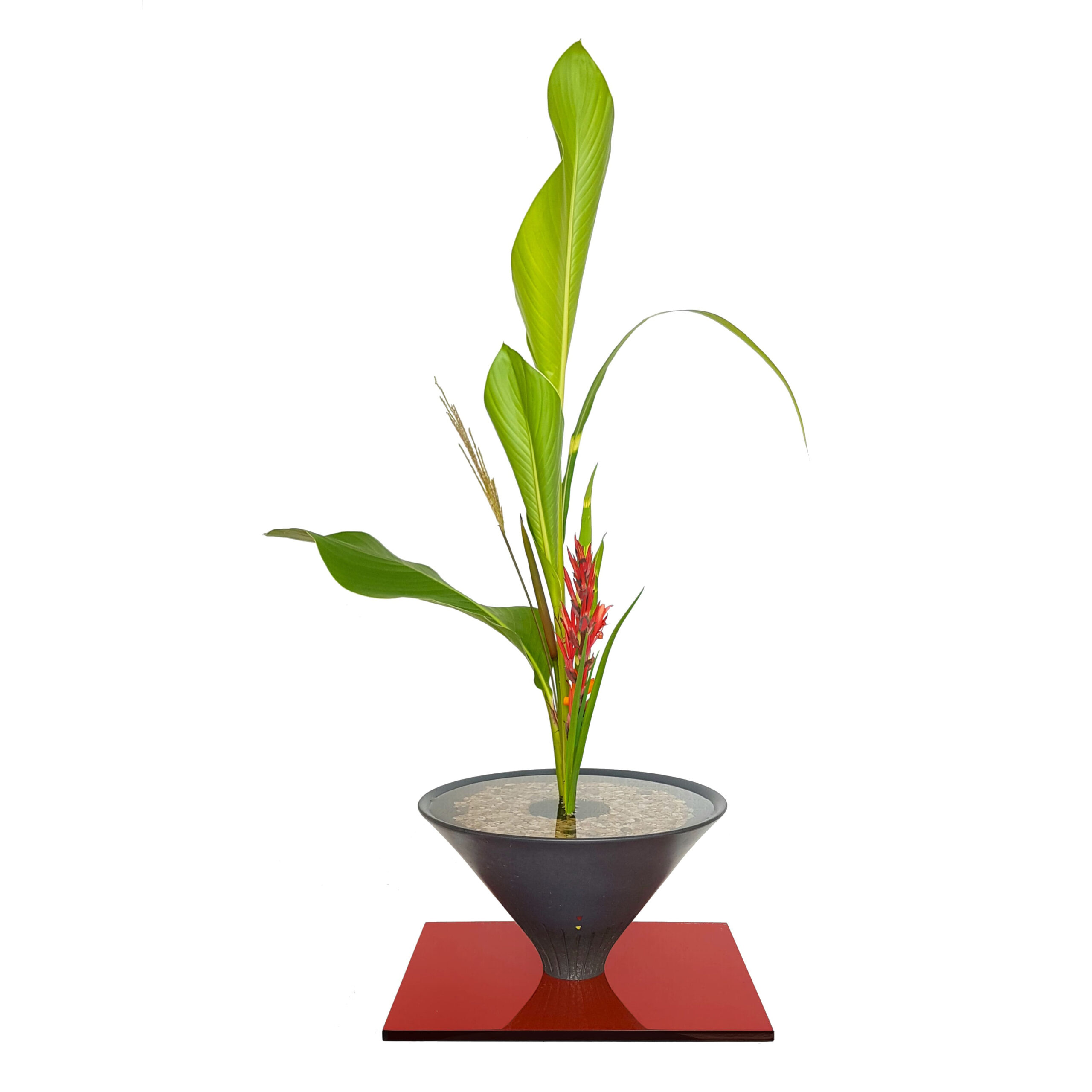 SHOKA SANSHUIKE - Canna, Miscanthus, Iris pseudacrous 3 RR - July 2020